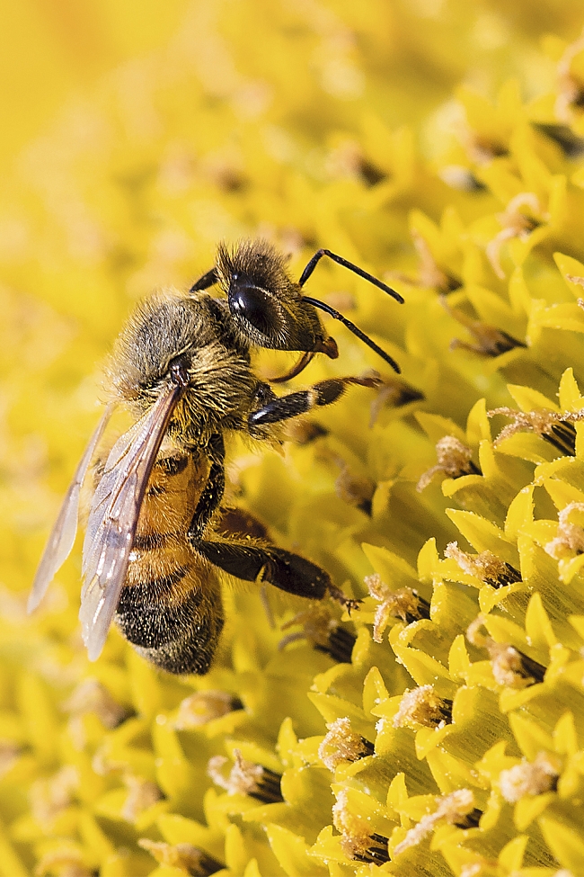 20 мая во всем мире отмечают Международный день пчел фото № 1