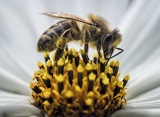 Guerlain запускают кампанию по сохранению пчел фото № 1