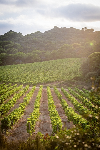 Путешествие в Прованс: как выглядят виноградники Chanel фото № 6