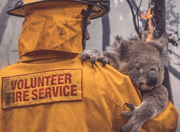 #AustraliaBurning: кто из звезд пожертвовал деньги на спасение Австралии
