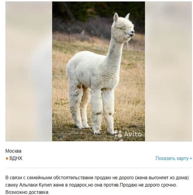 Только посмотрите: мы нашли самые смешные объявления о продаже животных в интернете фото № 16