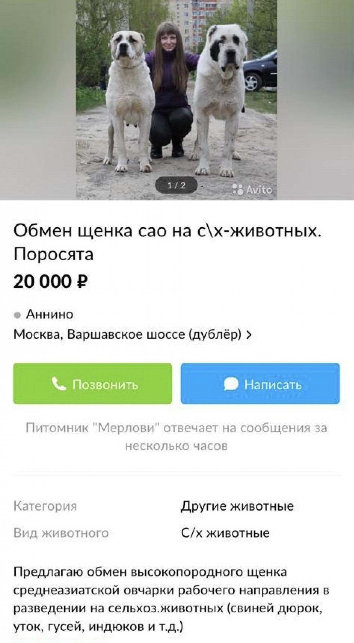 Объявление О Продаже Собаки