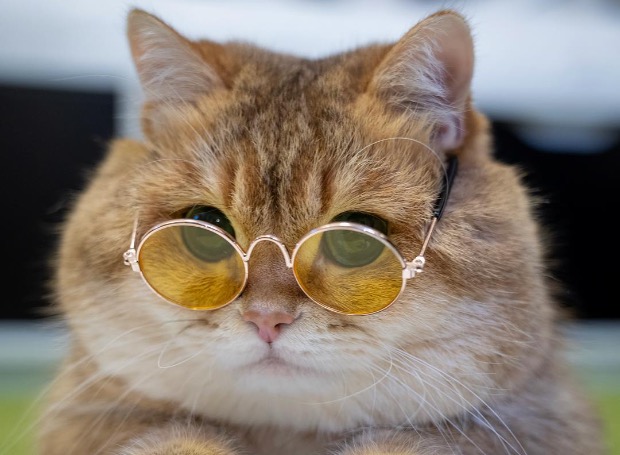 Как выглядят самые популярные котики Instagram