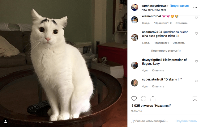 Грампи Кэт и еще 8 известных кошек, которые прославились необычной внешностью фото № 6