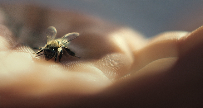 Встали на защиту пчел: марка Guerlain начала свое сотрудничество с фондом GoodPlanet фото № 4