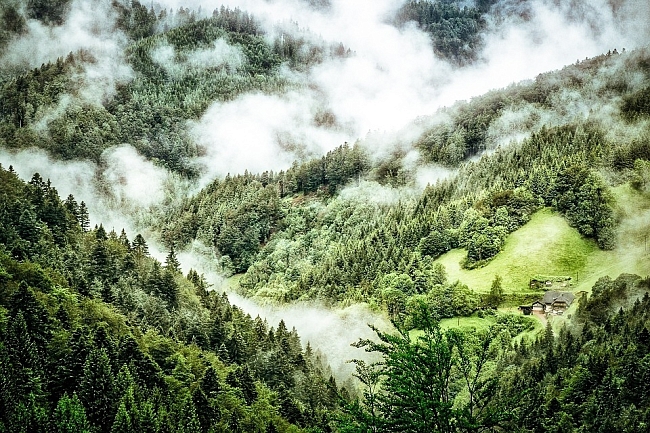 Наедине с природой: 5 самых красивых мест в Европе для лесной терапии фото № 4
