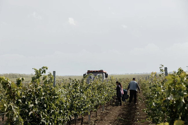 Вино нового времени: как напиток стал частью современной эстетики фото № 5