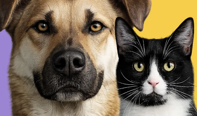 Выставка-пристройство «Ждут ДОМа» фото № 13