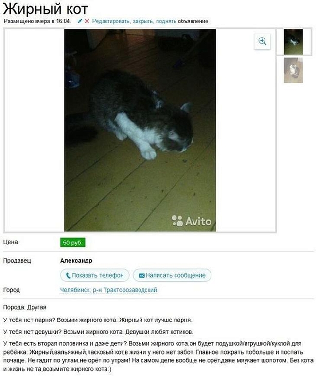 Только посмотрите: мы нашли самые смешные объявления о продаже животных в интернете фото № 18