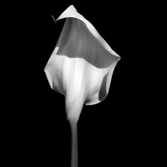 смотреть, но (не) трогать: роберт мэпплторп и искусство прикосновения фото № 20 «Калла», 1985 фото № 20