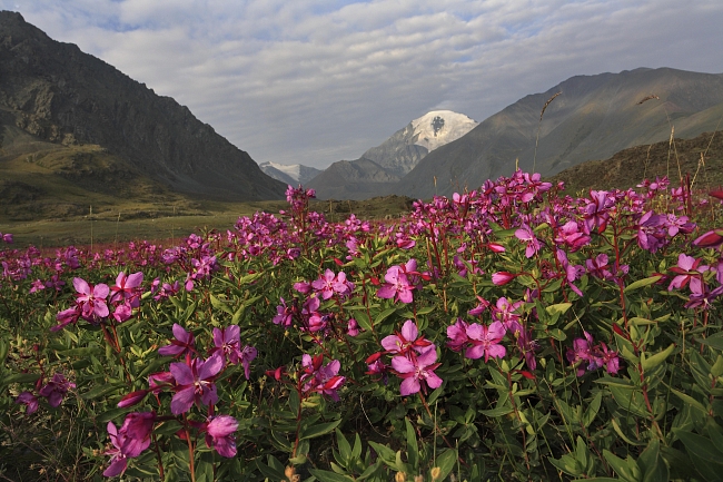 Настраиваемся на отпуск: 7 причин поехать на Алтай этим летом фото № 2