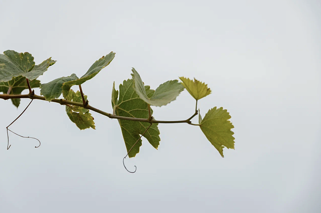 Вино нового времени: как напиток стал частью современной эстетики фото № 2