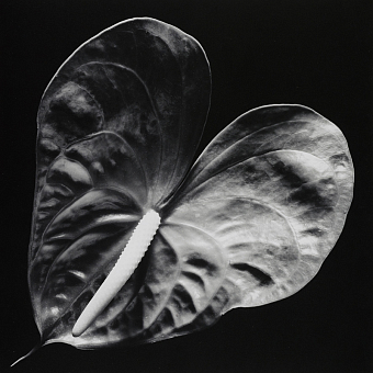 смотреть, но (не) трогать: роберт мэпплторп и искусство прикосновения фото № 18 «Антуриум», 1988 фото № 18