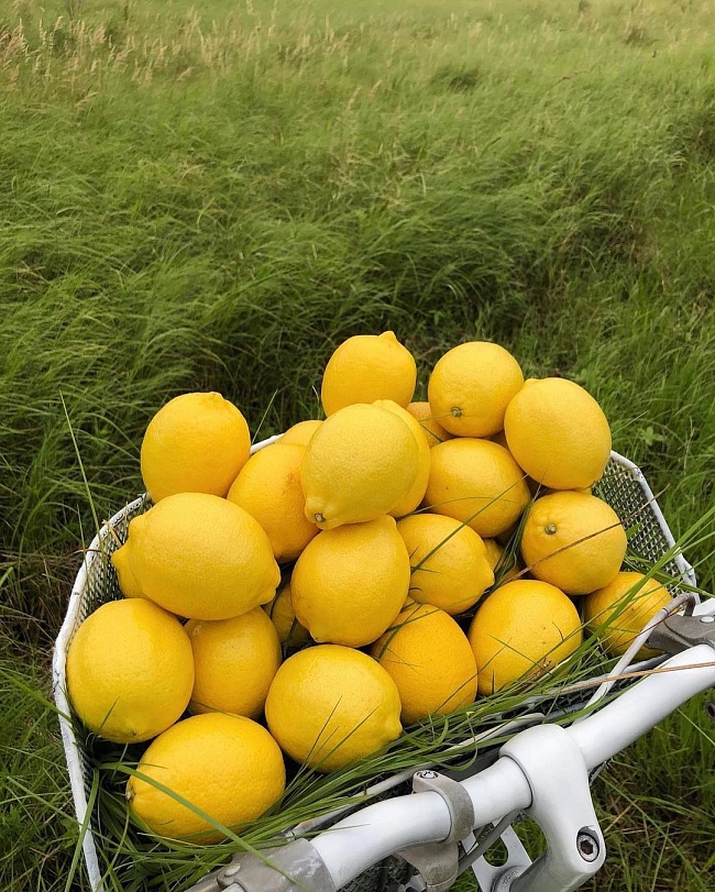 Чем полезны лимоны, кроме того, что повышают иммунитет. Фото: @tati.rubleva фото № 4
