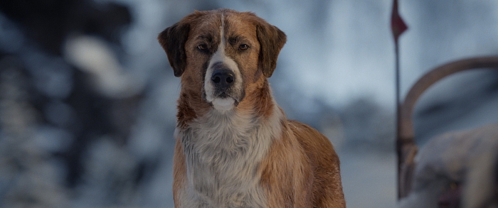 Харрисон Форд и верный пес отправляются на Север в новом трейлере фильма «Зов предков» фото № 2