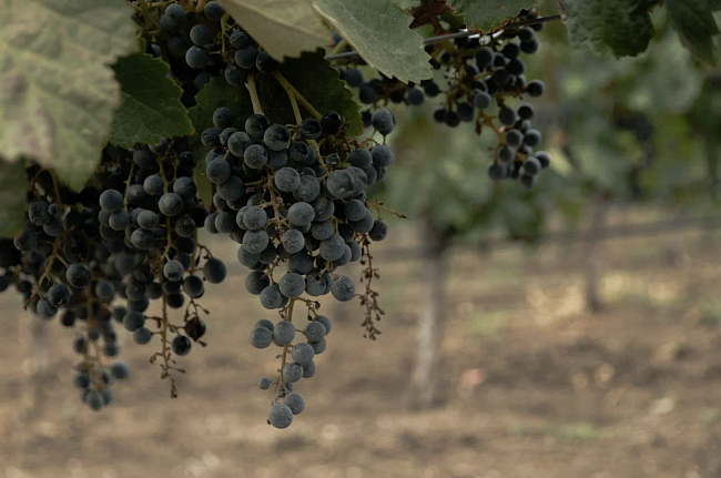 Вино нового времени: как напиток стал частью современной эстетики фото № 3