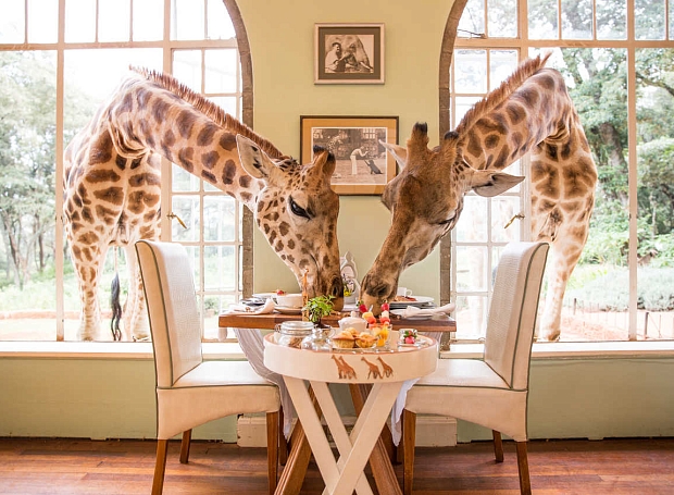 Завтрак с жирафом: 10 отелей, где можно пообщаться с животными