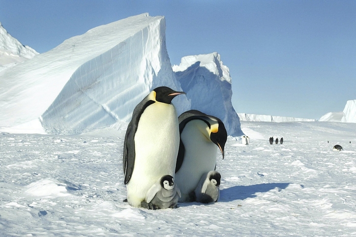 Семья пингвинов в начале летнего сезона в Антарктиде фото № 10