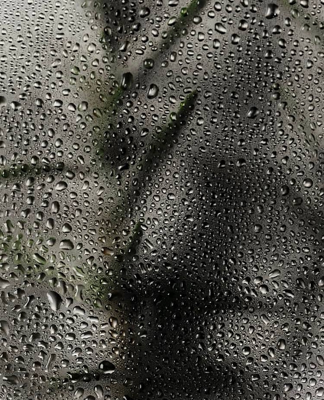 принцип действия: алоэ вера — универсальный компонент уходовой косметики. и вот, что о нем полезно знать фото № 2 @necessaire фото № 2