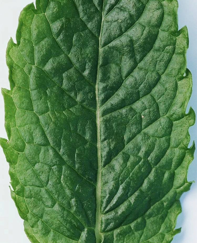 принцип действия: алоэ вера — универсальный компонент уходовой косметики. и вот, что о нем полезно знать фото № 3 @officialbyredo фото № 3