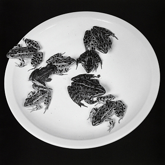 смотреть, но (не) трогать: роберт мэпплторп и искусство прикосновения фото № 10 «Лягушки», 1984 фото № 10