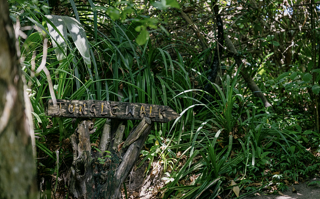 Niva Dhigali Maldives: остров с ночным снорклингом, джунглями и своей историей фото № 2