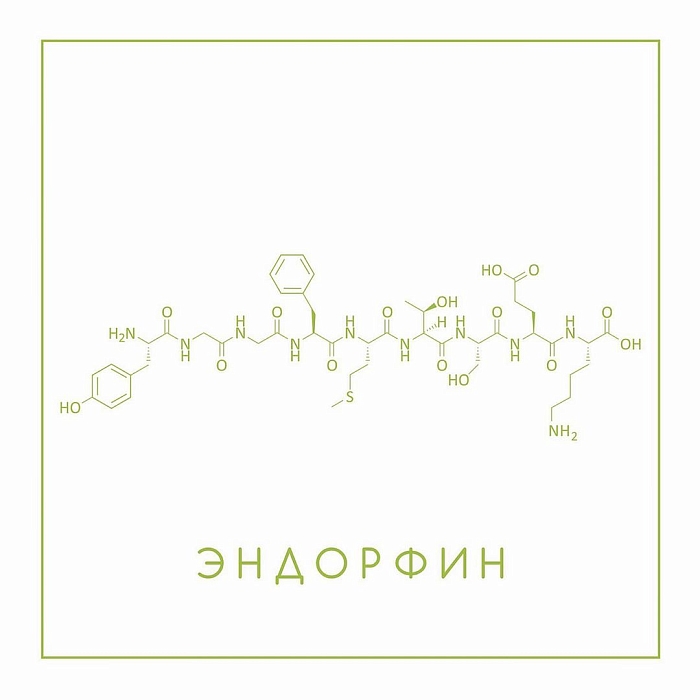 Эндорфины – группа гормонов белковой природы, которые нередко называют «естественными опиатами». Эти вещества угнетают болевой синдром и влияют на настроение человека, вызывая эйфорию. фото № 8