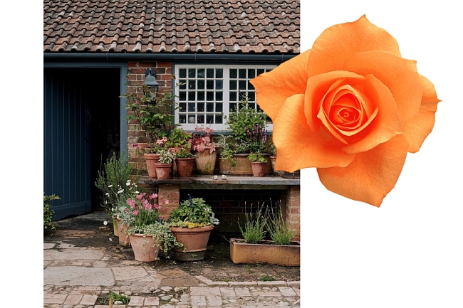 Ароматерапия в саду: как создать ароматный и стильный уголок фото № 3