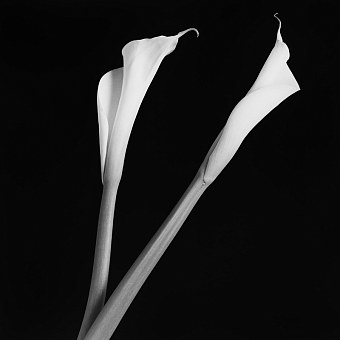 смотреть, но (не) трогать: роберт мэпплторп и искусство прикосновения фото № 17 «Калла», 1983 фото № 17