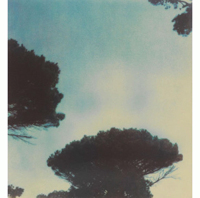 Cy Twombly; 'Trees', 1994 фото № 2