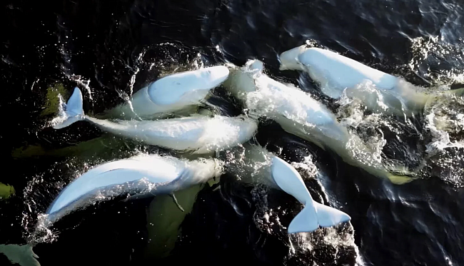 XI Международный фестиваль «Разумный кинематограф» фото № 10