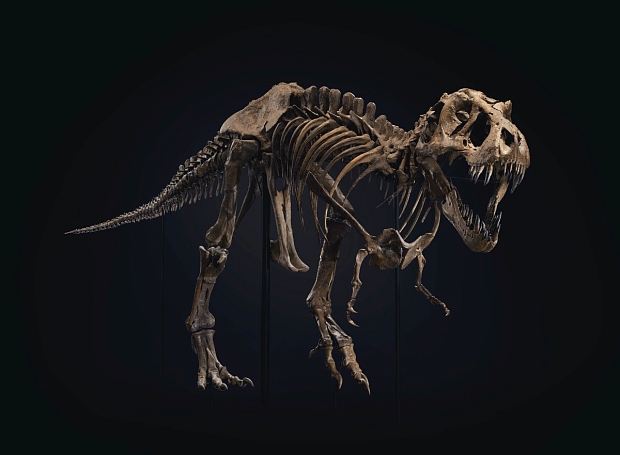 Выгодная инвестиция: Christie’s выставит на торги самый большой скелет динозавра в мире