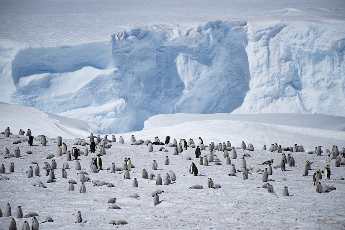 Самая многочисленная колония императорских пингвинов — 14 000 особей — живет у залива Атка фото № 9