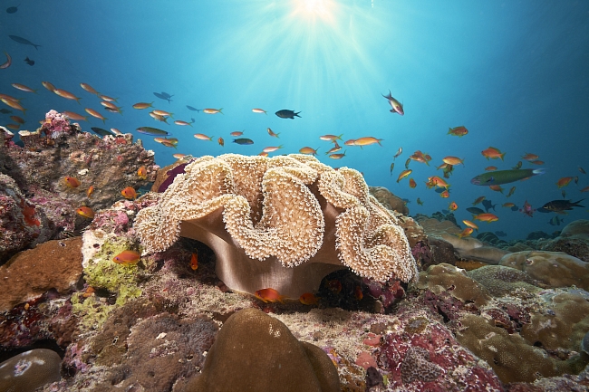 Коралловые рифы в заливе Акаба фото № 9