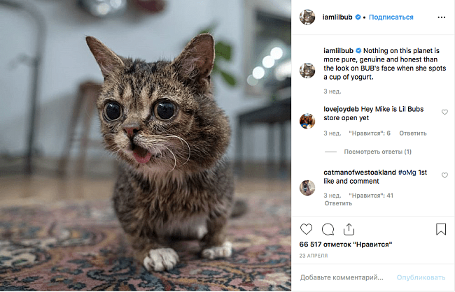Грампи Кэт и еще 8 известных кошек, которые прославились необычной внешностью фото № 3