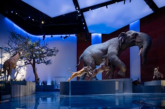 Восточный ритм, традиции и культурное наследие Эмиратов: путеводитель по Абу-Даби фото № 20