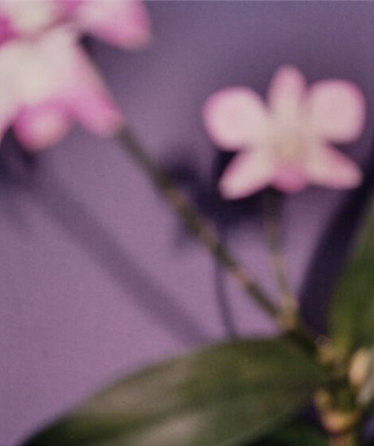 девид сайднер: перфекционизм, yves saint laurent и цветы фото № 14 Фиалка, 1999 фото № 14