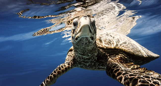 Морские черепахи фото № 14