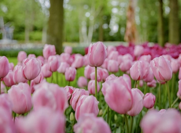 В Голландии уничтожили 140 млн тюльпанов из-за коронавируса