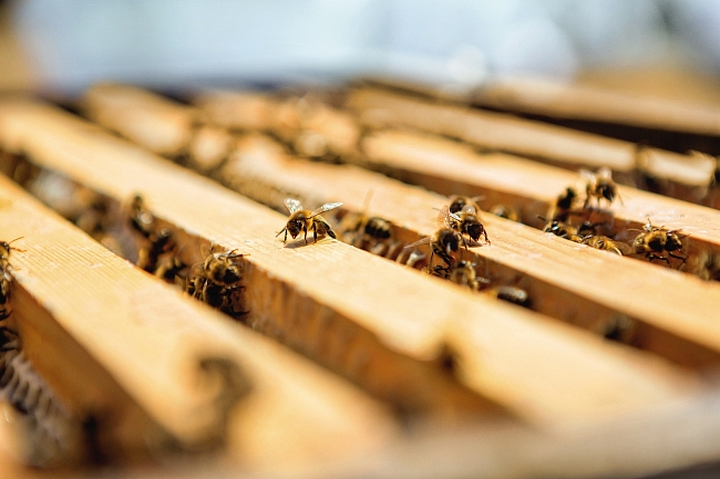 Встали на защиту пчел: марка Guerlain начала свое сотрудничество с фондом GoodPlanet фото № 1
