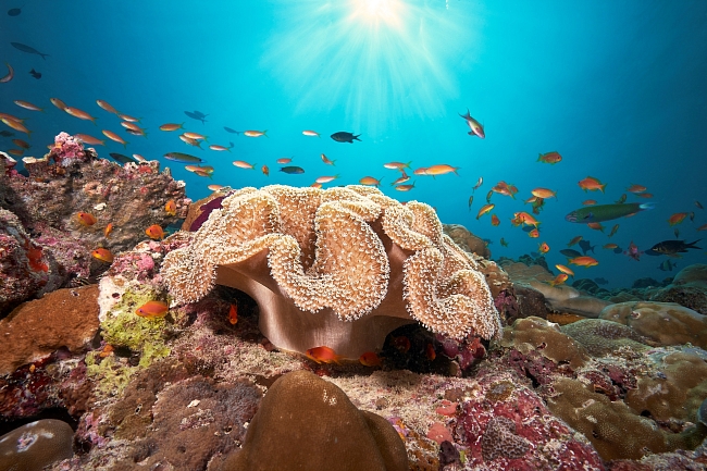 Подводный мир домашнего кораллового рифа Cora Cora Maldives поражает своей красотой фото № 6
