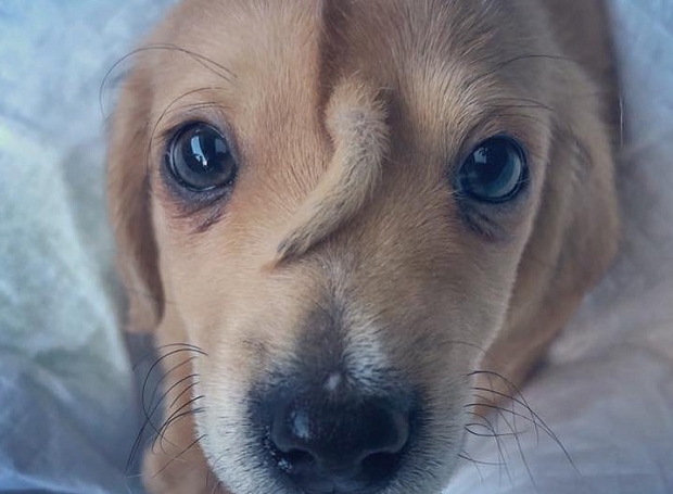 Мы нашли самую милую собаку в Instagram 
