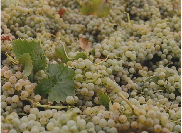 Вино нового времени: как напиток стал частью современной эстетики