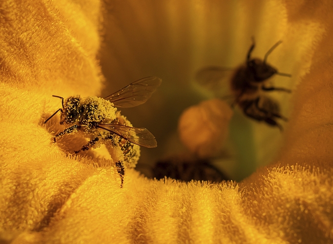 20 мая во всем мире отмечают Международный день пчел фото № 2
