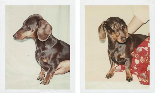 For pets. Бренды для собак, которые ценят эстетику фото № 1