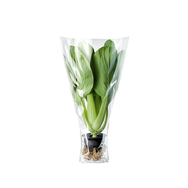Съедобные цветы, микрозелень, пак-чой: новые ингредиенты, на которые вам стоит обратить внимание фото № 1