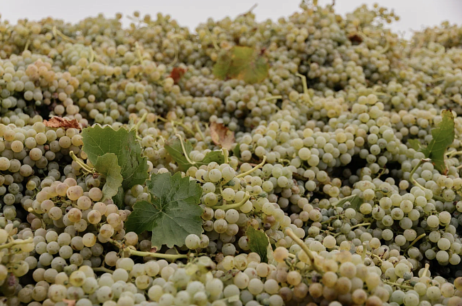 Вино нового времени: как напиток стал частью современной эстетики фото № 4