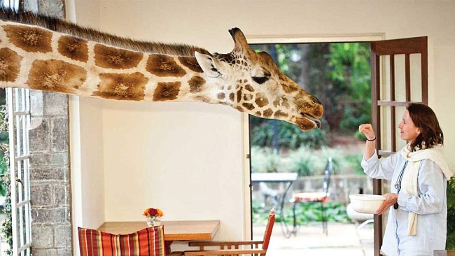 Завтрак с жирафом: 10 отелей, где можно пообщаться с животными фото № 10