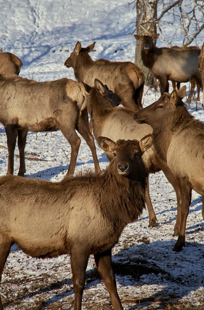 Маралы фото № 8
