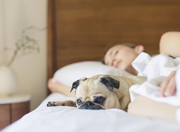 Спрей для подушки и эфирные масла: средства, которые помогут быстро уснуть